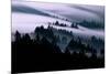 Ethereal Fog Flow Through The Trees, California Mount Tamalpais-Vincent James-Mounted Photographic Print