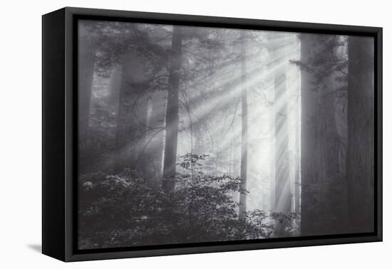 Ethereal Light and Coast Redwoods, California-Vincent James-Framed Stretched Canvas
