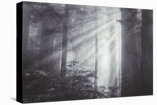 Ethereal Light and Coast Redwoods, California-Vincent James-Stretched Canvas