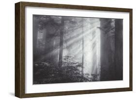 Ethereal Light and Coast Redwoods, California-Vincent James-Framed Photographic Print