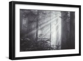 Ethereal Light and Coast Redwoods, California-Vincent James-Framed Photographic Print