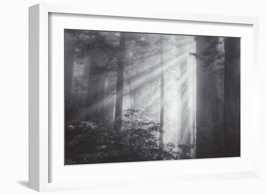 Ethereal Light and Coast Redwoods, California-Vincent James-Framed Photographic Print