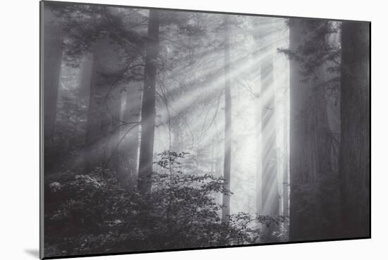 Ethereal Light and Coast Redwoods, California-Vincent James-Mounted Photographic Print