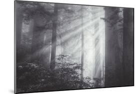 Ethereal Light and Coast Redwoods, California-Vincent James-Mounted Photographic Print