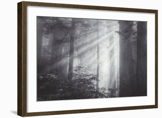 Ethereal Light and Coast Redwoods, California-Vincent James-Framed Photographic Print