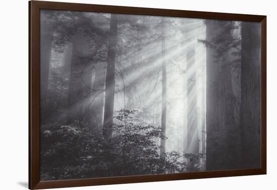 Ethereal Light and Coast Redwoods, California-Vincent James-Framed Photographic Print