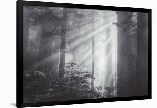 Ethereal Light and Coast Redwoods, California-Vincent James-Framed Photographic Print