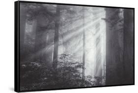 Ethereal Light and Coast Redwoods, California-Vincent James-Framed Stretched Canvas