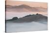 Ethereal Morning, Petaluma Marin County, Bay Area-Vincent James-Stretched Canvas