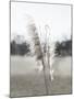 Ethereal Pampas I-Jason Johnson-Mounted Art Print