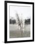 Ethereal Pampas I-Jason Johnson-Framed Art Print