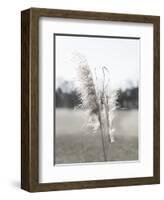 Ethereal Pampas I-Jason Johnson-Framed Art Print