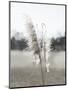 Ethereal Pampas I-Jason Johnson-Mounted Art Print