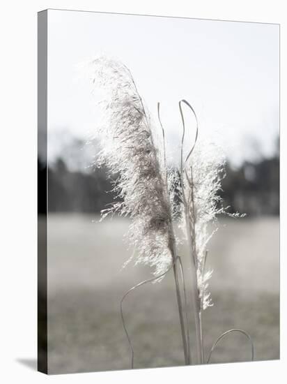 Ethereal Pampas I-Jason Johnson-Stretched Canvas