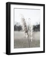 Ethereal Pampas I-Jason Johnson-Framed Art Print