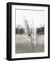 Ethereal Pampas I-Jason Johnson-Framed Art Print