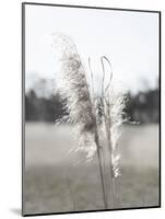 Ethereal Pampas I-Jason Johnson-Mounted Art Print