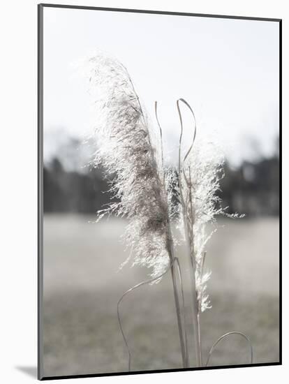 Ethereal Pampas I-Jason Johnson-Mounted Art Print