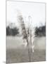 Ethereal Pampas I-Jason Johnson-Mounted Art Print