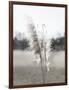 Ethereal Pampas I-Jason Johnson-Framed Art Print