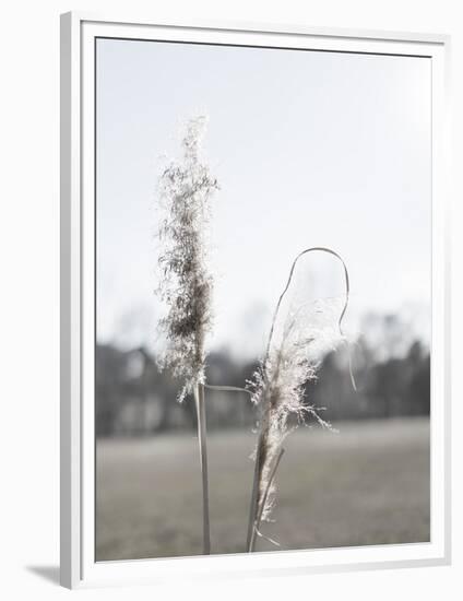 Ethereal Pampas II-Jason Johnson-Framed Premium Giclee Print