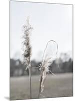 Ethereal Pampas II-Jason Johnson-Mounted Premium Giclee Print