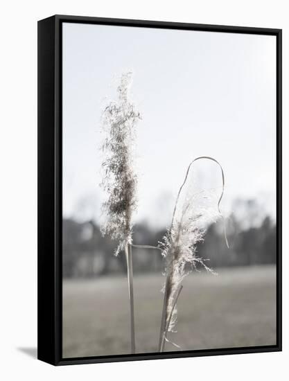 Ethereal Pampas II-Jason Johnson-Framed Stretched Canvas