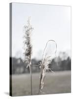 Ethereal Pampas II-Jason Johnson-Stretched Canvas