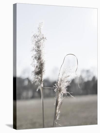 Ethereal Pampas II-Jason Johnson-Stretched Canvas