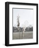 Ethereal Pampas II-Jason Johnson-Framed Art Print