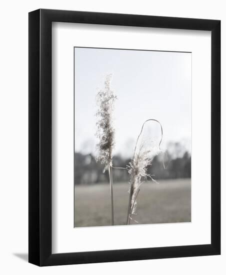 Ethereal Pampas II-Jason Johnson-Framed Art Print