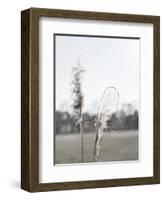 Ethereal Pampas II-Jason Johnson-Framed Art Print