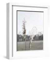 Ethereal Pampas II-Jason Johnson-Framed Art Print