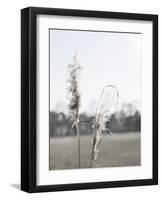 Ethereal Pampas II-Jason Johnson-Framed Art Print