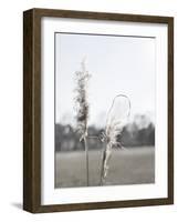 Ethereal Pampas II-Jason Johnson-Framed Art Print