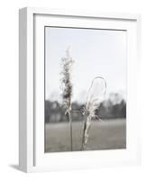 Ethereal Pampas II-Jason Johnson-Framed Art Print