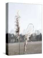 Ethereal Pampas II-Jason Johnson-Stretched Canvas