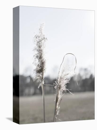 Ethereal Pampas II-Jason Johnson-Stretched Canvas