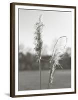 Ethereal Pampas IV-Jason Johnson-Framed Art Print