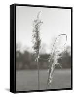 Ethereal Pampas IV-Jason Johnson-Framed Stretched Canvas