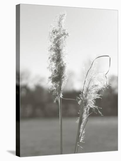 Ethereal Pampas IV-Jason Johnson-Stretched Canvas