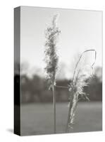 Ethereal Pampas IV-Jason Johnson-Stretched Canvas