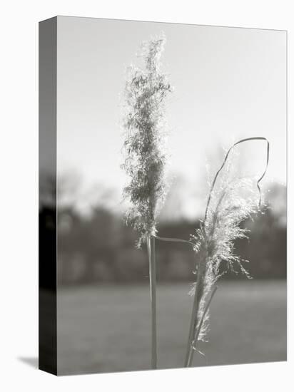 Ethereal Pampas IV-Jason Johnson-Stretched Canvas