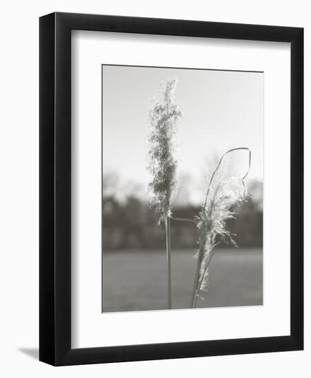 Ethereal Pampas IV-Jason Johnson-Framed Art Print