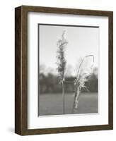 Ethereal Pampas IV-Jason Johnson-Framed Art Print