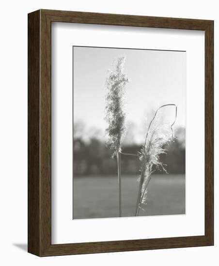 Ethereal Pampas IV-Jason Johnson-Framed Art Print