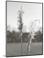 Ethereal Pampas IV-Jason Johnson-Mounted Art Print