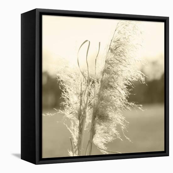 Ethereal Pampas VI-Jason Johnson-Framed Stretched Canvas