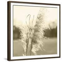 Ethereal Pampas VI-Jason Johnson-Framed Premium Giclee Print