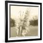 Ethereal Pampas VI-Jason Johnson-Framed Premium Giclee Print